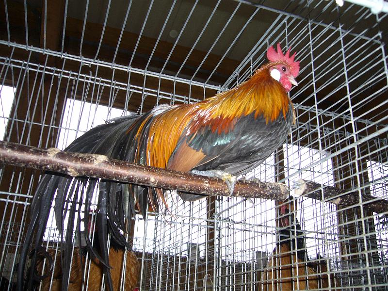 Kreisschau Coesfeld 2008 063.jpg - Zwerg Phönix goldhalsig von Hubert Karns Preis HV 96 RE